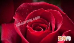 11朵粉红色玫瑰花语是什么意思 三十三朵玫瑰代表什么意思