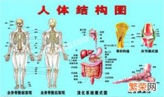 成人身上有多少块骨骼? 成年人身上有多少块骨骼